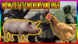 Medieval Dynasty How To Get Chickens And Pigs