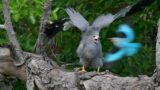 The African harrier hawk, a medium-sized raptor, look at this amazing display when threatened…