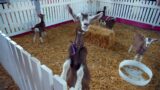 Baby Goats Galore Farm Animals Perth Western Australia