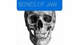 Bones of jaw | easy explanation of jaw bones