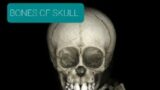 Bones of skull /Bones of face /Cranial sutures