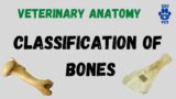 Classification of Bones-Osteology