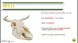 Comparative Anatomy (Skull, Mandible and Hyoid Apparatus)