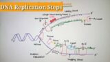 DNA Replication steps | replication | DNA replication