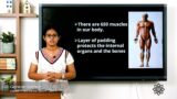 Grade 5 General Science Chapter 7 Class 4 Muscles and Healthy bones