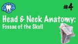 Head & Neck Anatomy | Fossae of the Skull | INBDE