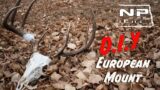 How To Make a European Mount | DIY Deer Skull Tutorial | NPLife