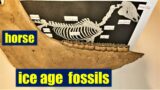 ICE AGE horse FOSSILS skeleton reconstruction, anatomy: bones, teeth, jaws