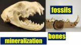 Learn about the mineralization / fossilization of bones modern vs. ice age
