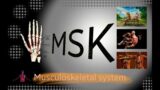 MSK – Session 1 – Lecture 1 – The Skeletal System