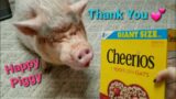 Mini Pig Apple Party Thank You Video | The Best Distraction From Your  Worries