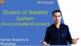 Musculoskeletal System (part 2): Division of skeletal system | Anatomy and Physiology