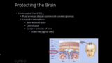 Protecting the brain: Cereborspinal fluid (CSF), Meninges, and Skull