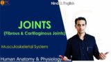 Skeletal Joints: Fibrous And Cartilaginous Joints | Musculoskeletal System (Part 5)