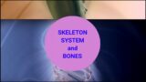 Skeletal system and Bones Anatomy |Basic Anatomy|