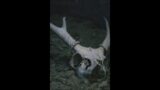 Skull and Bones (A$AP Twelvyy Type Beat)