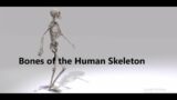 The Bones of the Human Skeleton with Lyrics and a Self Test Lesson 1 Primary 7 Term 1