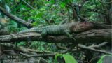 The caiman lizard is a medium sized species of lizard natively found in the jungles of South America