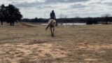 Tiny Tim- Track Work for Conditioning/Outriding