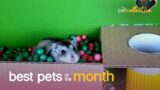 Best Pets of the Month (January 2021) | The Pet Collective