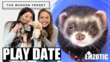 FERRET PARTY! Bonus Weasels Meet 'The Modern Ferret'