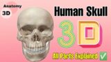 Human Skull | Parts of the Skull Bones | Bones in the Skull | View of the Skull | 3D Animation