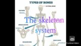 Human skeletal bones