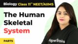 The Human Skeletal System and it's Parts – Locomotion and Movement | Class 11 Biology
