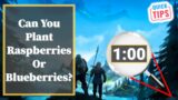 Valheim – Can You Plant Raspberries Or Blueberries?