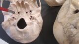 skull bones models