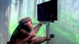 Elon Musk's Neuralink monkey brain demo explained