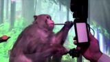 Elon Musk's Neuralink video shows monkey playing video gams with its brain