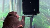 Monkey plays Pong video game with his mind using Neuralink brain implant