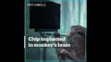 Monkey plays video game with Neuralink brain implant