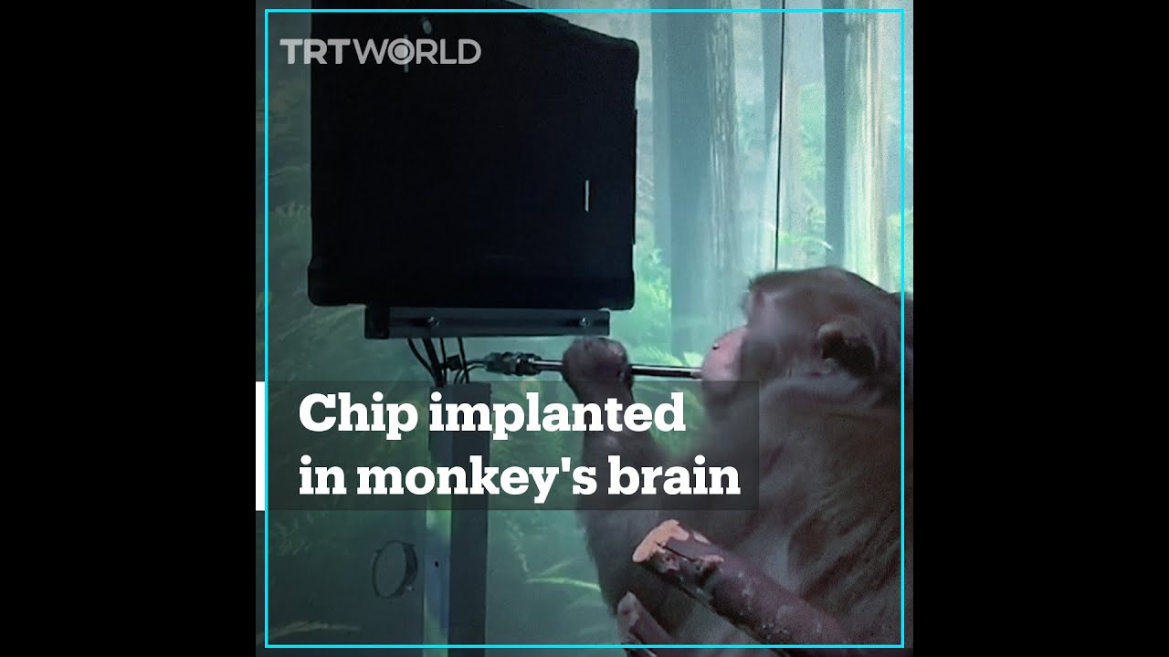 Monkey plays video game with Neuralink brain implant - Game videos