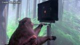 Nine Year Old Monkey Playing Video Games Using Neuralink Brain Implant