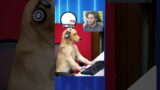 dogs playing video games