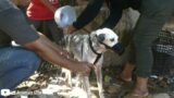 Rescue animals Removing ticks and fleas on dog in village