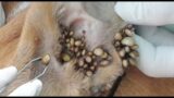 Rescue dog remove ticks from dog's ear in village