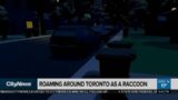 Roaming Toronto as a video game raccoon