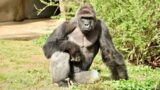 Chill Guys: Rip Harambe, highly anticipated video games, and 'End of Watch' (#12)