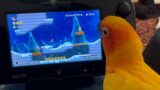 Sun conure's reaction to video games