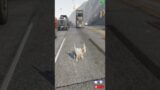 GTA V Shorts | Labradoodle Puppy (Wesky) Crossing The Road #shorts