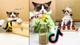 Cats make food 2023 "That Little Puff" Tiktok Compilation Part 8