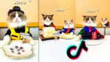 Cats make food 2023 "That Little Puff" Tiktok Compilation Part 13