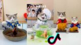 Cats make food 2023 "That Little Puff" Tiktok Compilation