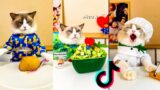 Cats make food 2023 "That Little Puff" Tiktok Compilation Part 6