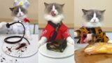 Cats make food 2023 "That Little Puff" Tiktok Compilation #22
