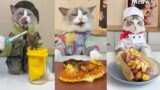 Cats make food 2023 "That Little Puff" Tiktok Compilation #24