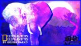 Elephantitis – Friday Night Funkin': The Executable Entourage